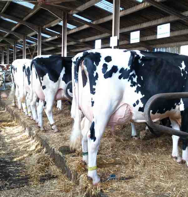 vaches, web